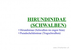 Hirundinidae (Schwalben)